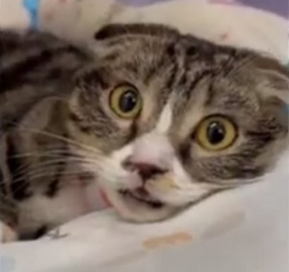 แมวที่พลัดตกตึก 6 ชั้น รอดปาฏิหาริย์